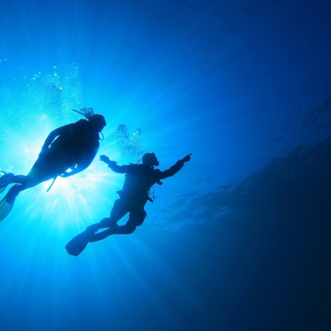 a group of scuba divers in the water
