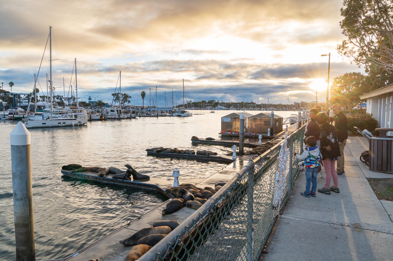 a group of people looking at seals on a dock