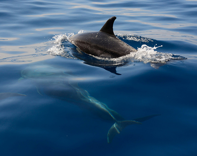 Where to See Marine Life in Marina del Rey