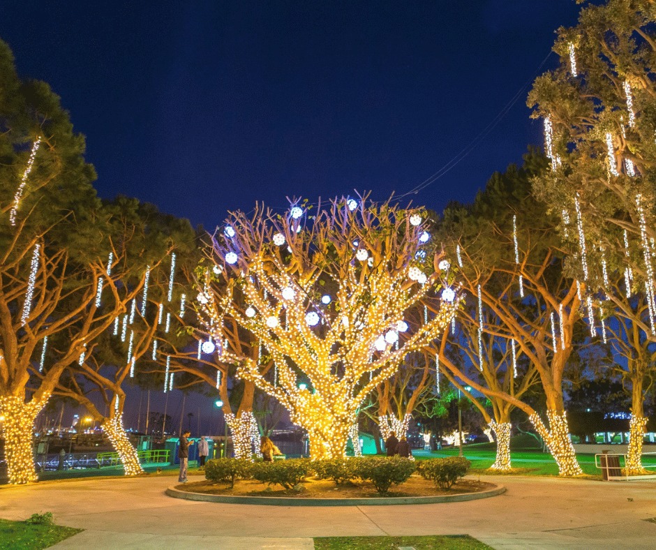 a group of trees with lights