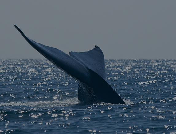 a whale tail above the water