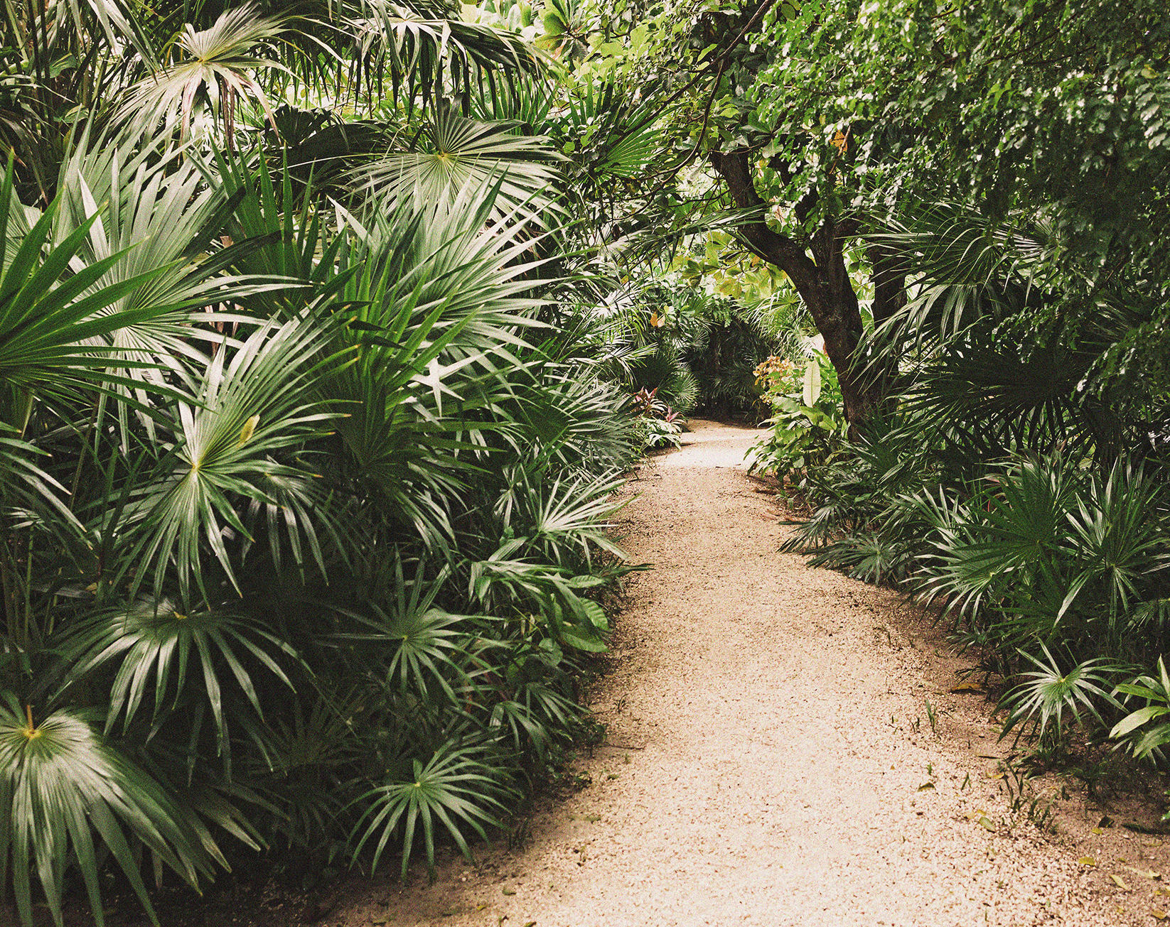 a path through a tropical forest