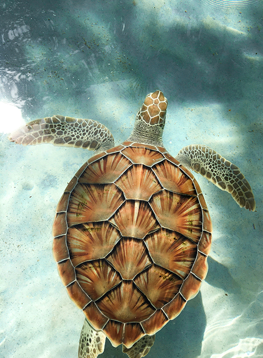 a turtle swimming in the water