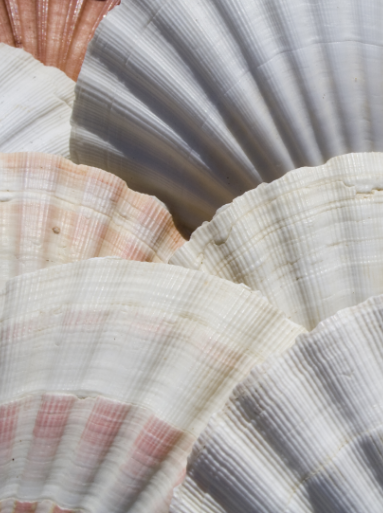 a group of seashells