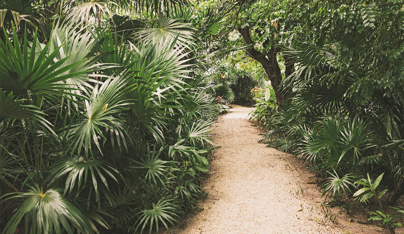 a path through a tropical forest