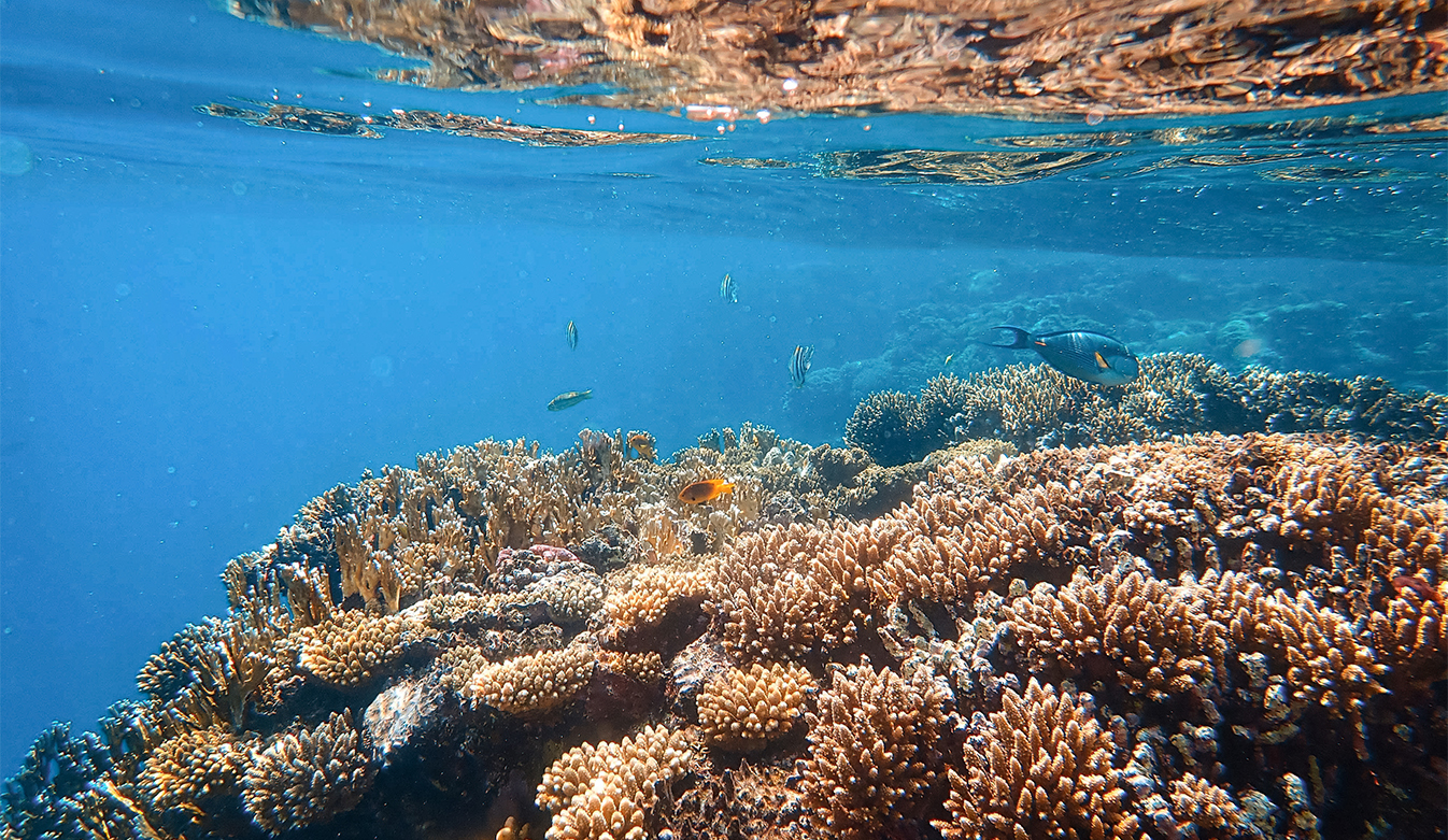 fish swimming in the water