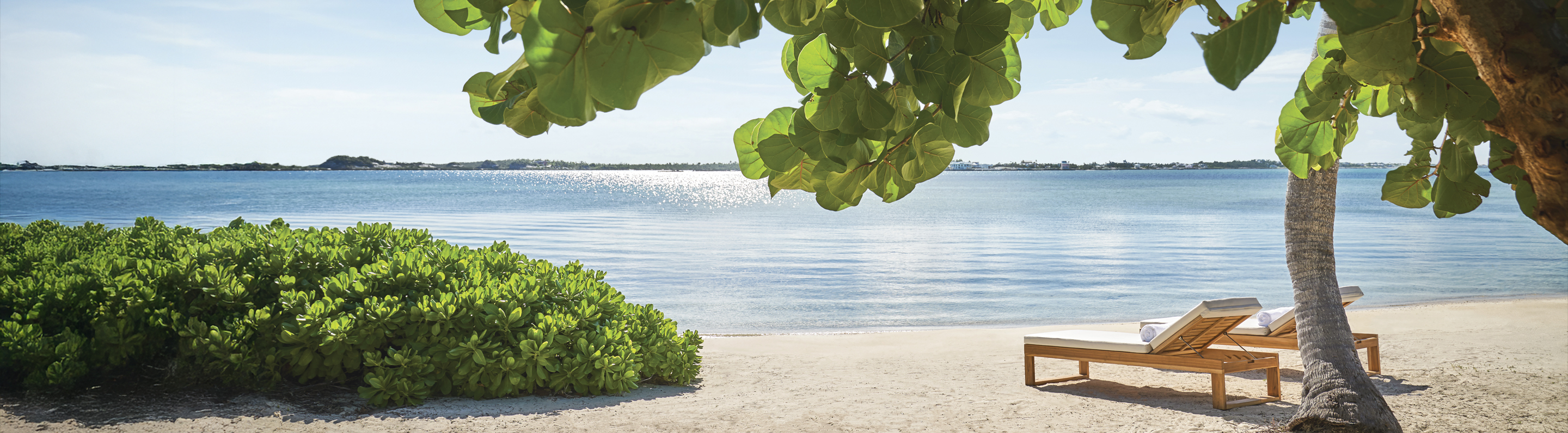 a beach with a body of water and a tree