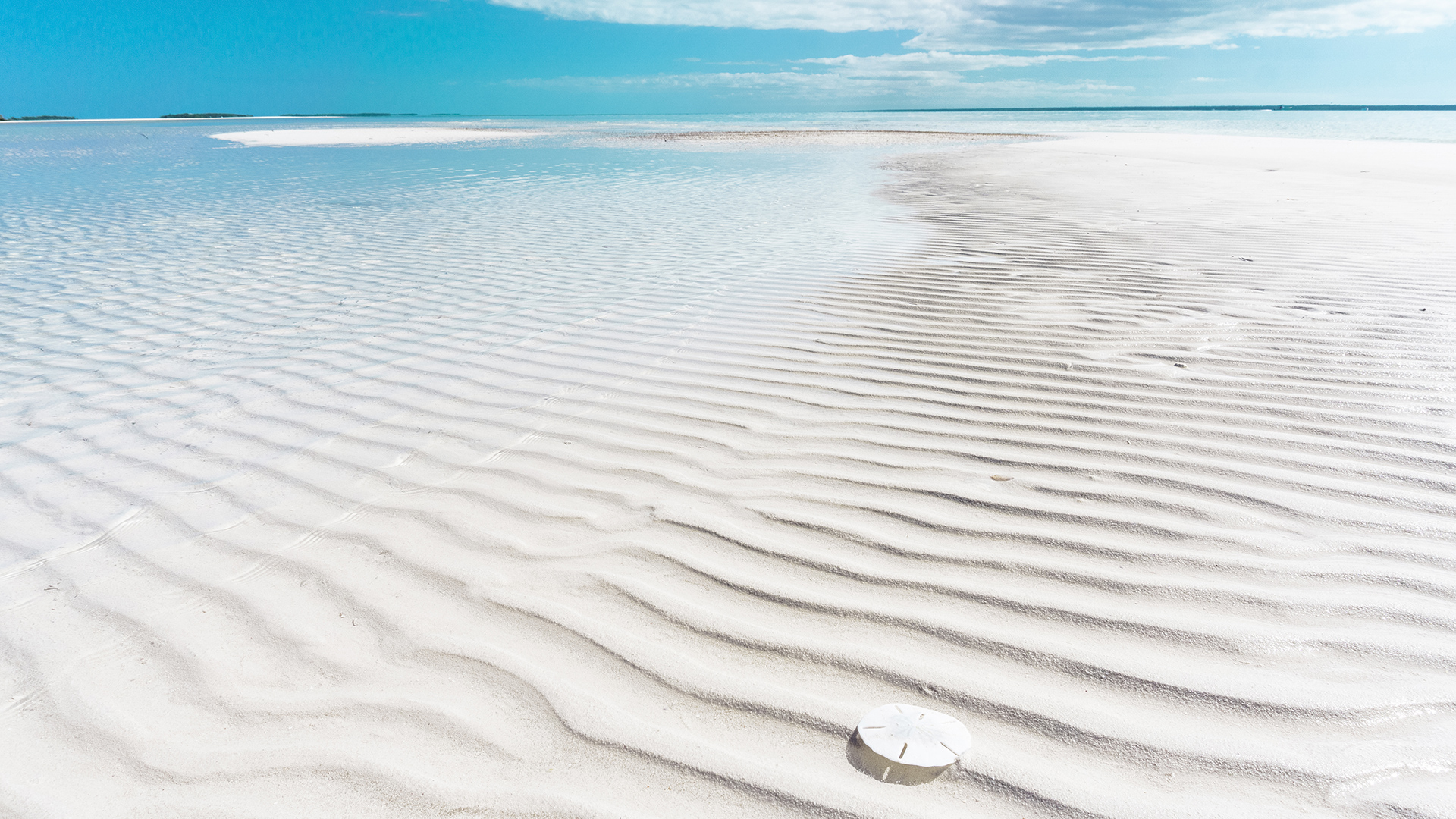 a sand dollar on a beach