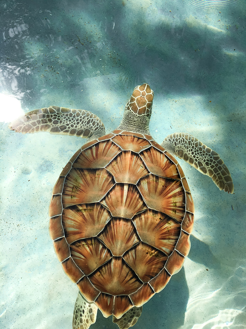 a sea turtle swimming in the water
