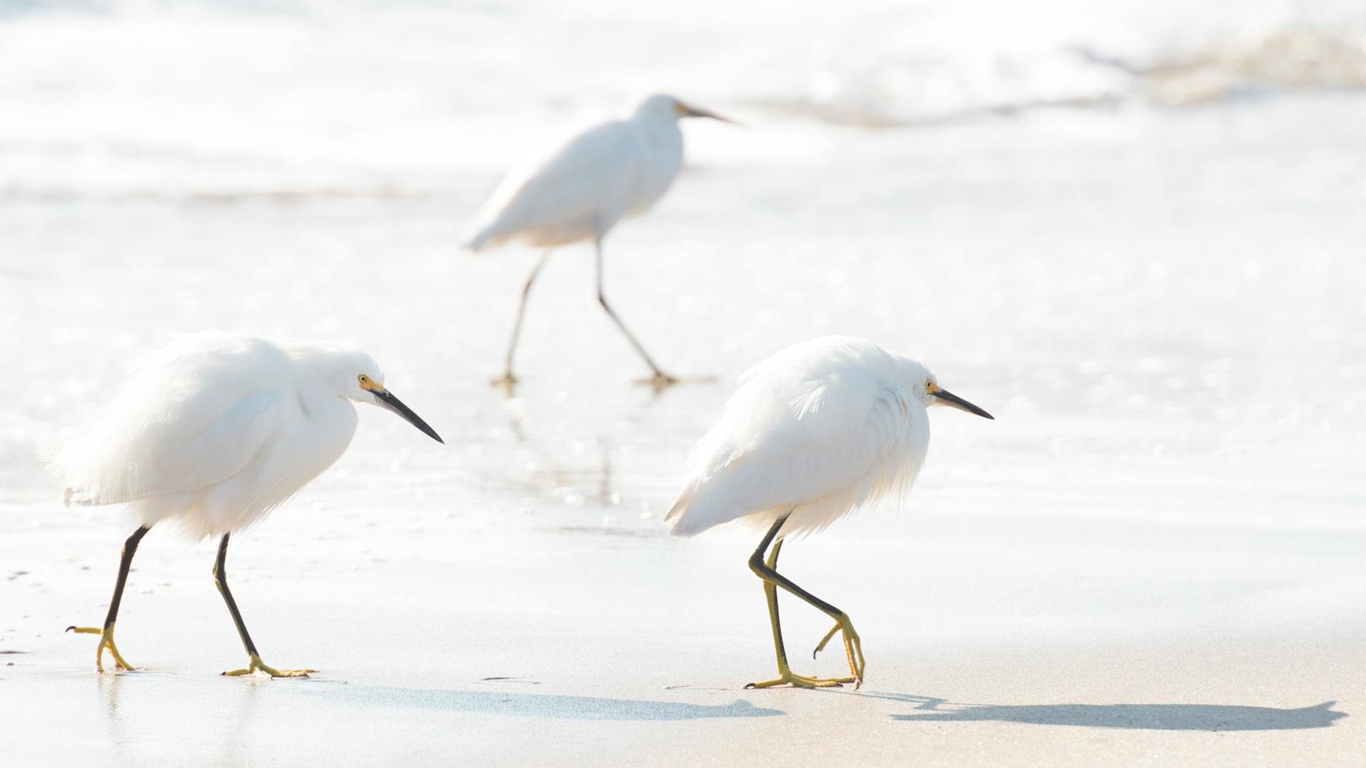 a group of birds walking on the beach