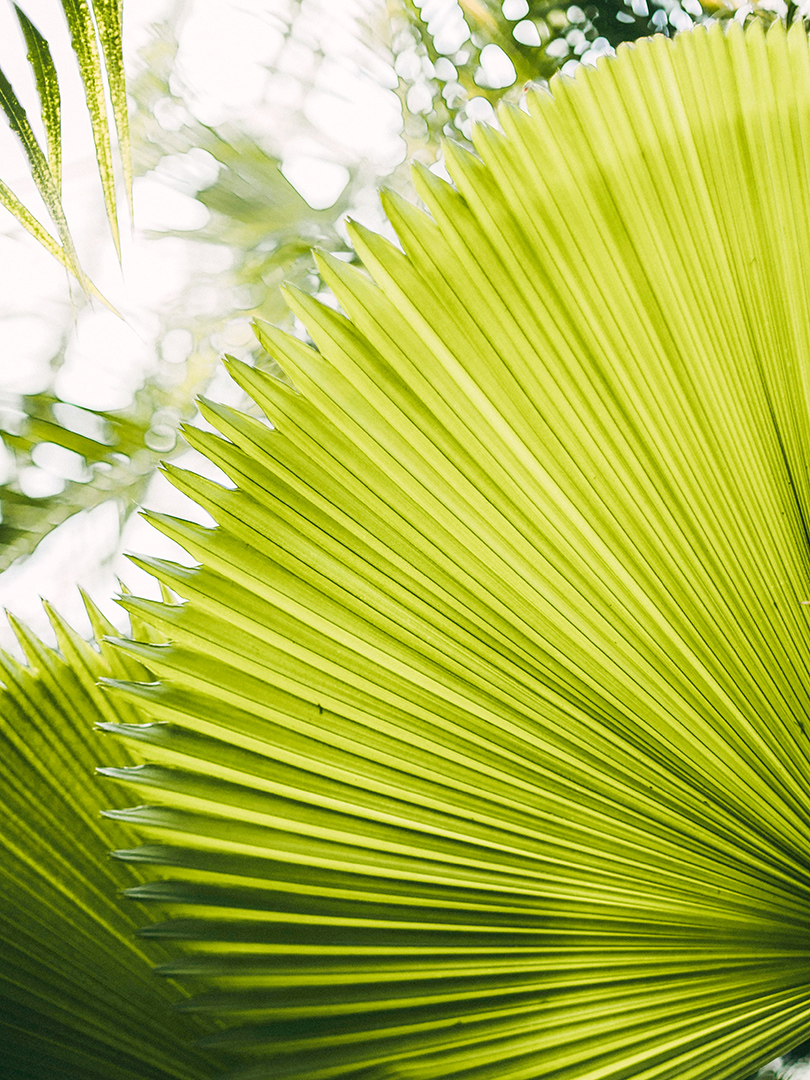 a close up of a fan shaped leaf