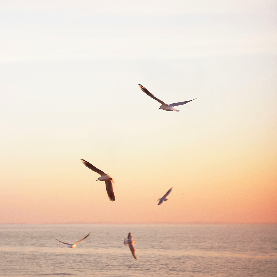 a group of birds flying over water