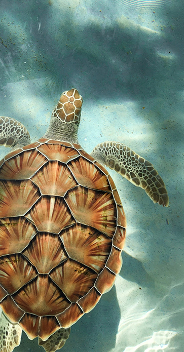 a close up of a turtle