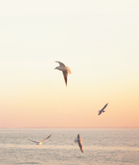 a group of birds flying over water
