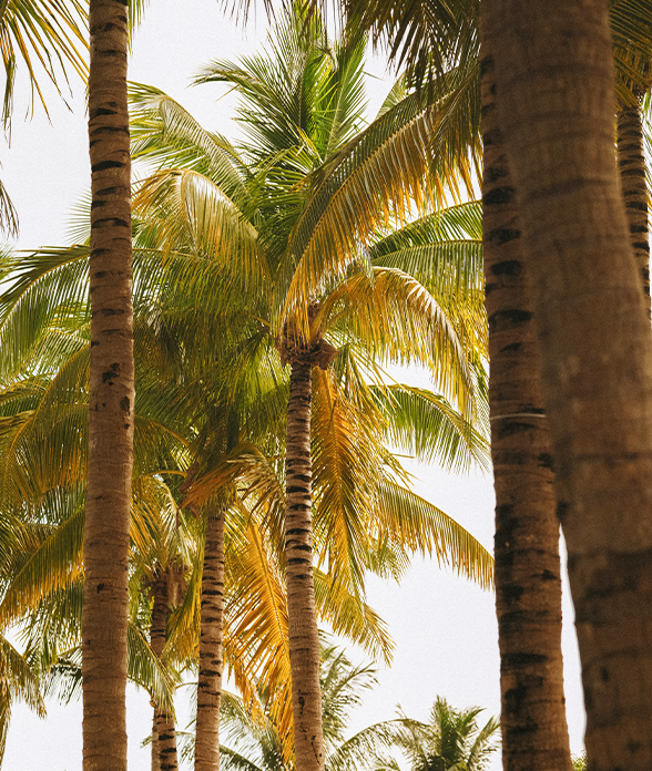 a group of palm trees