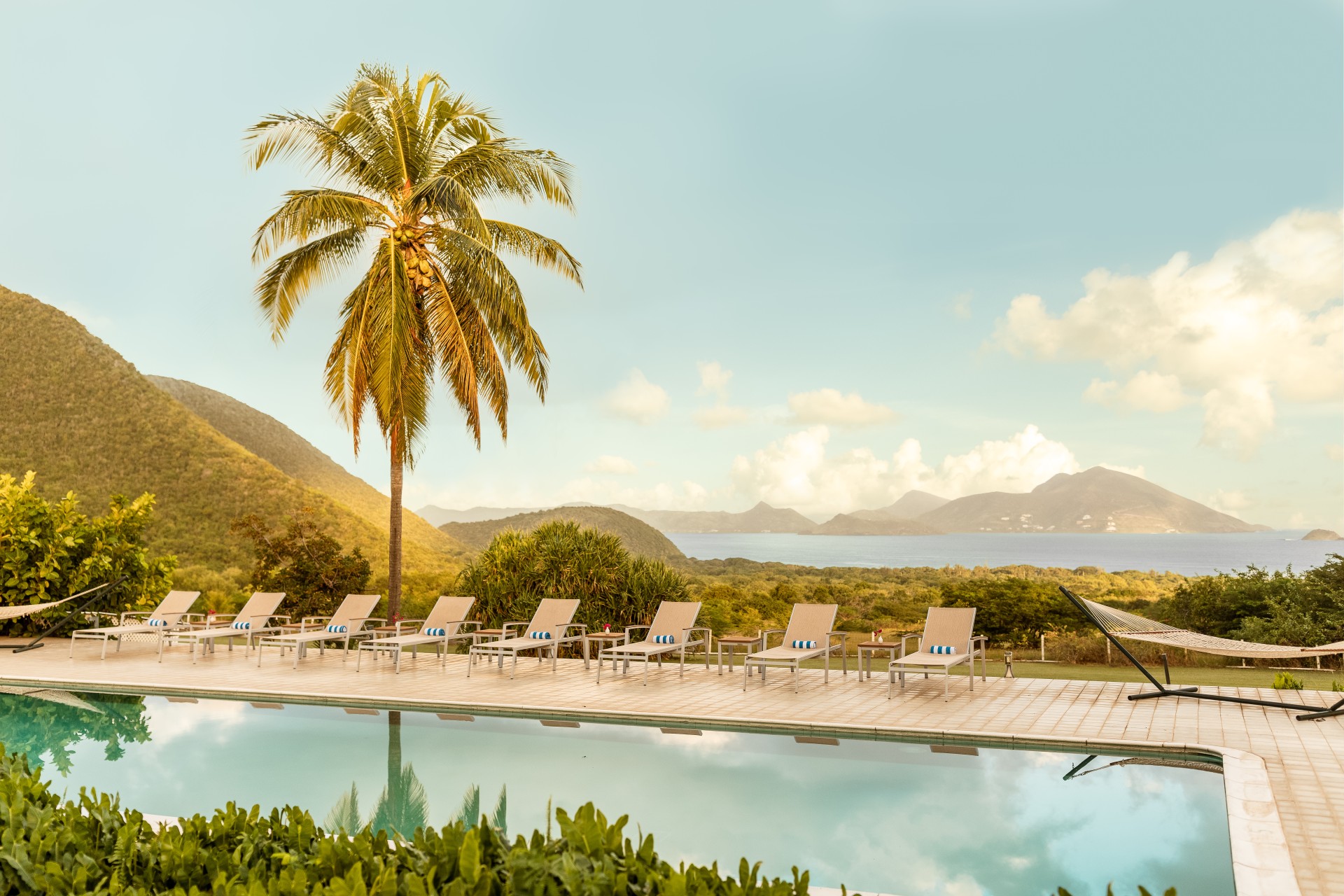 a pool with chairs and a palm tree