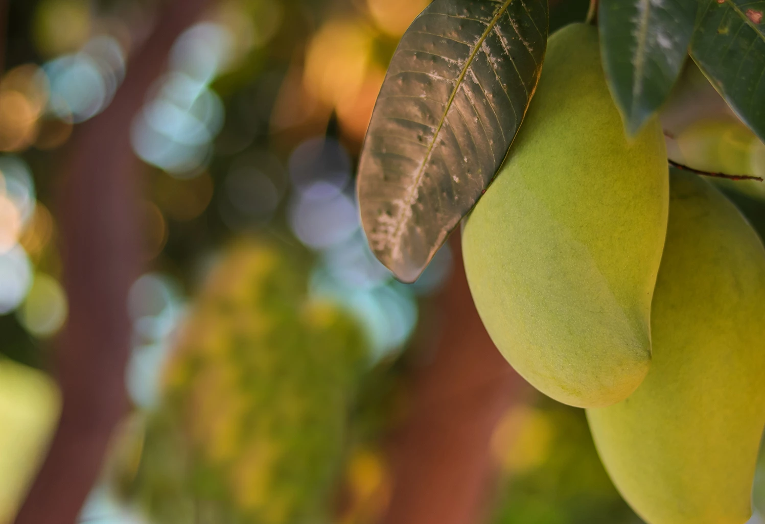 a close up of a fruit