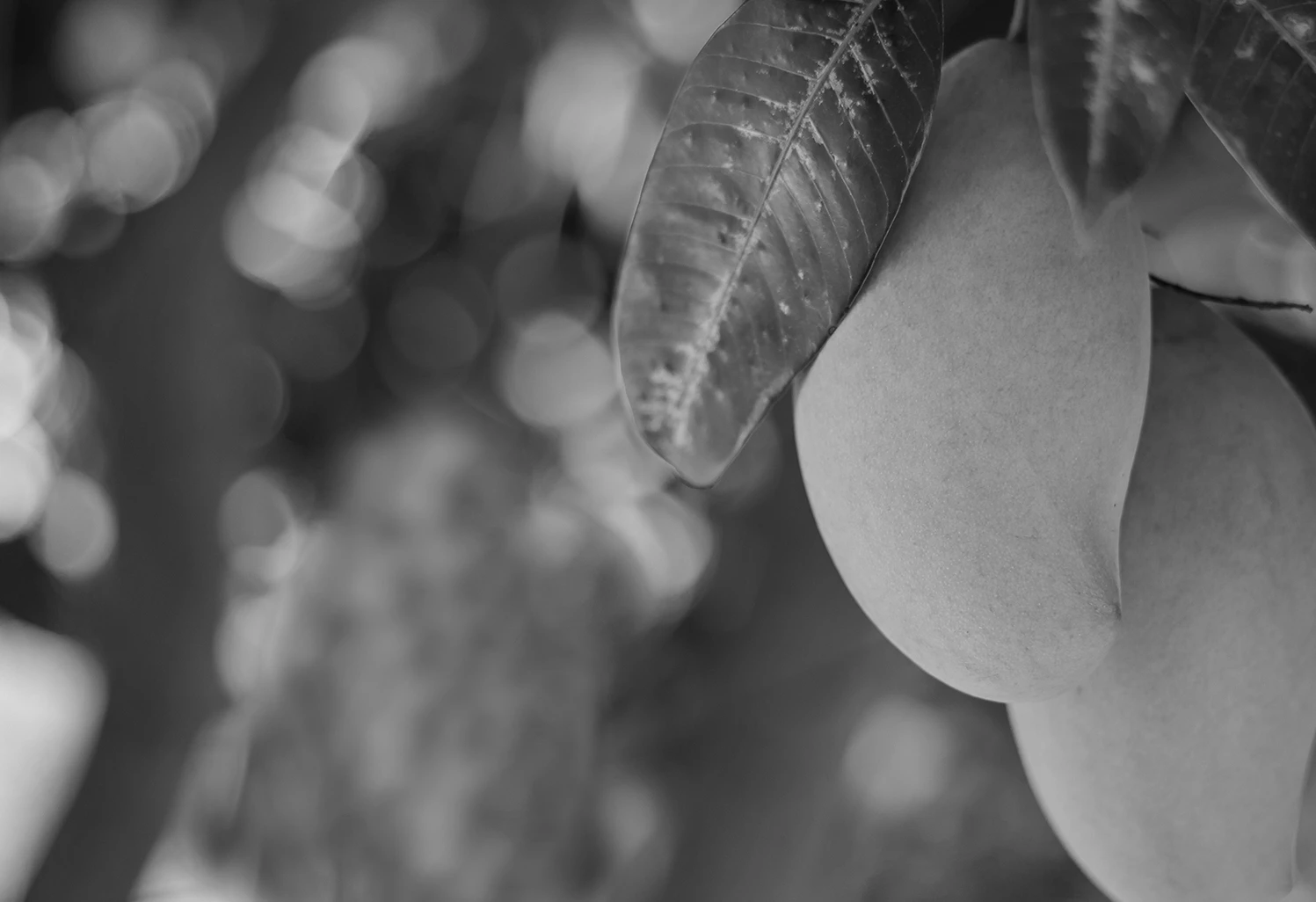 a close-up of a fruit