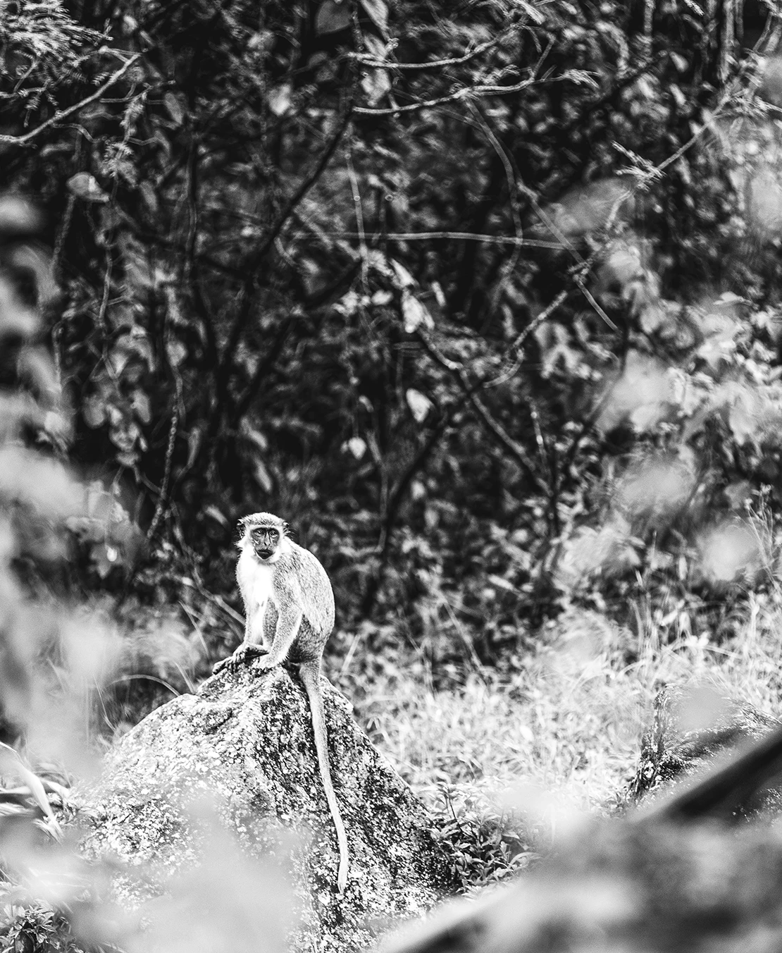 a monkey sitting on a rock