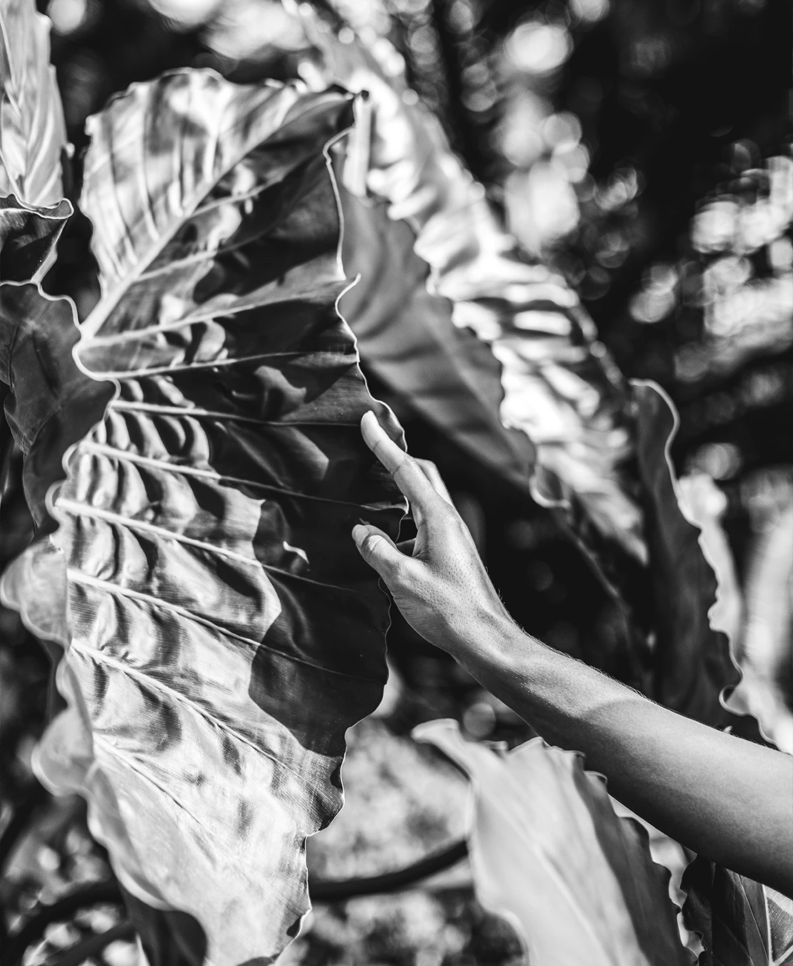 a person touching a large leaf