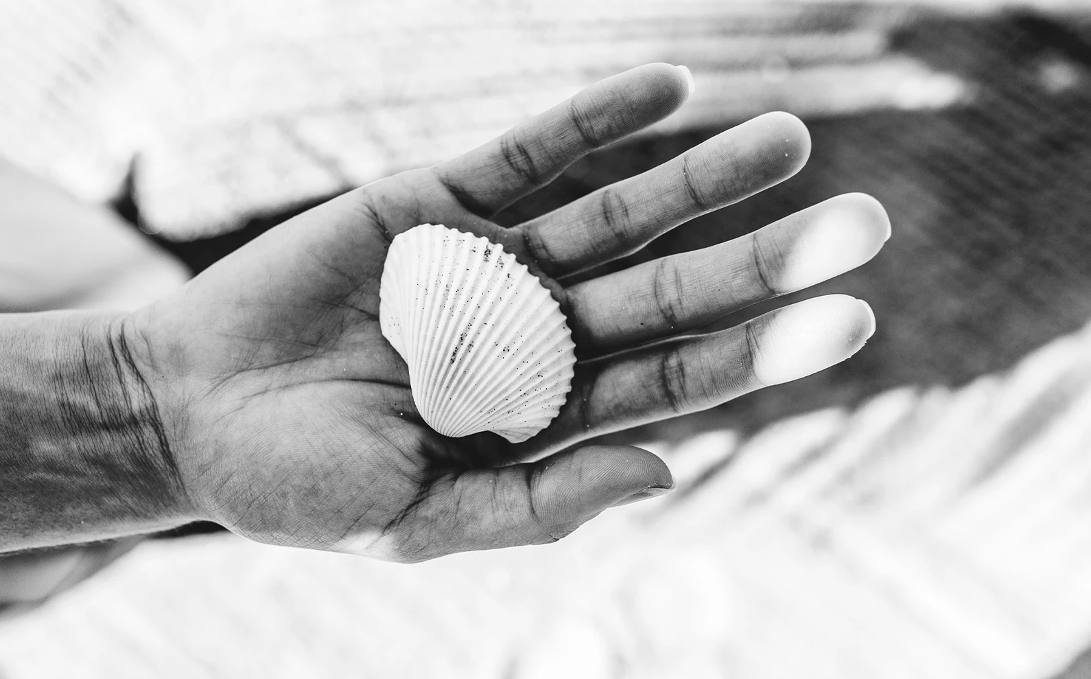 a hand holding a shell