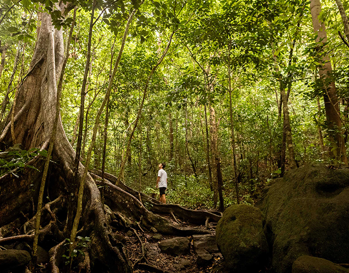a man standing on a tree in a forest