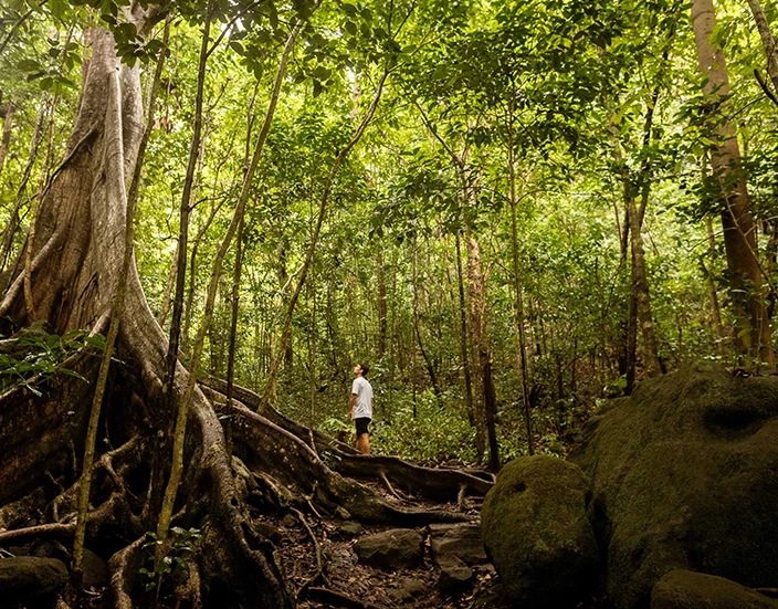 a man standing on a tree in a forest