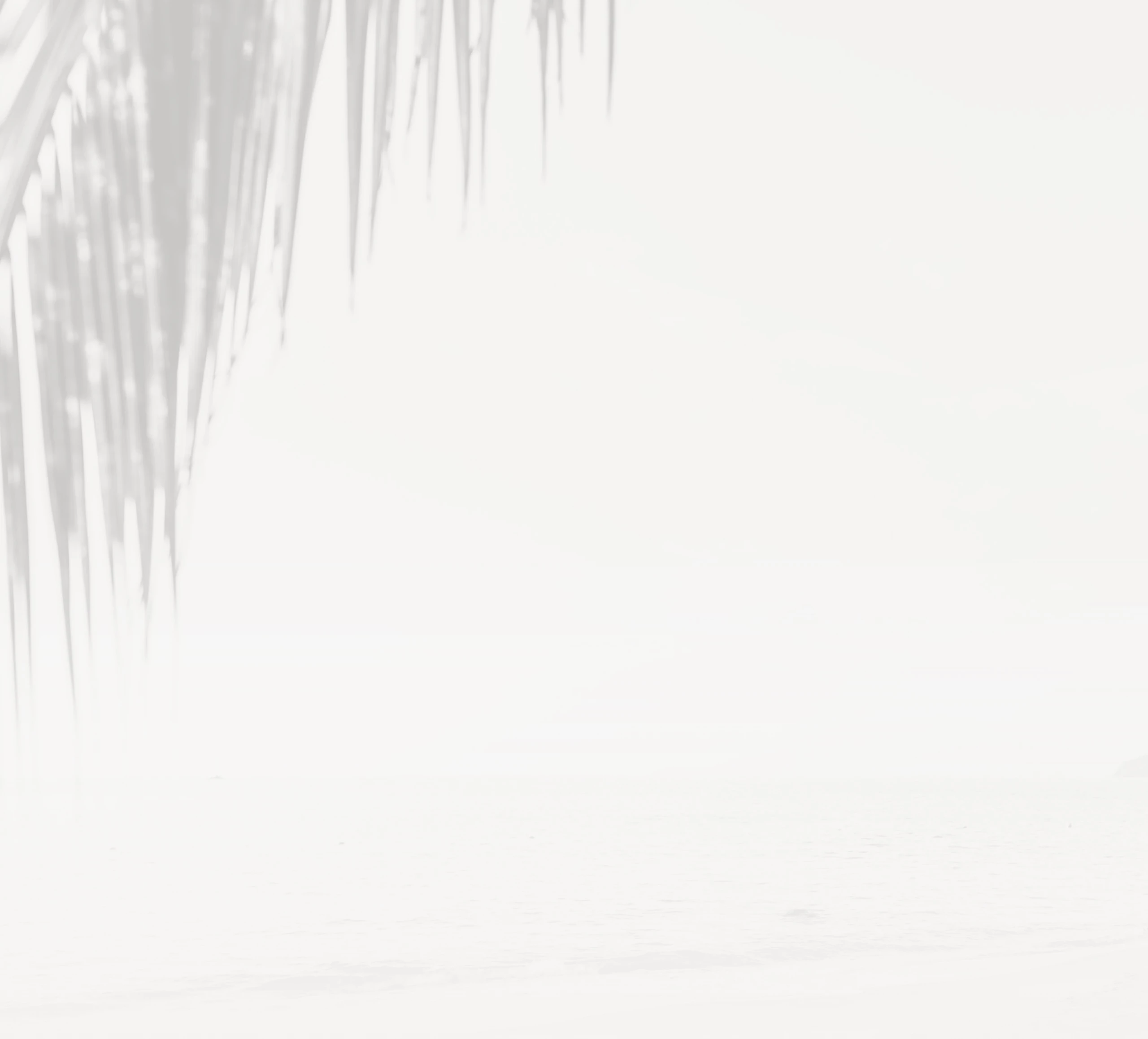 a white background with shadows of leaves