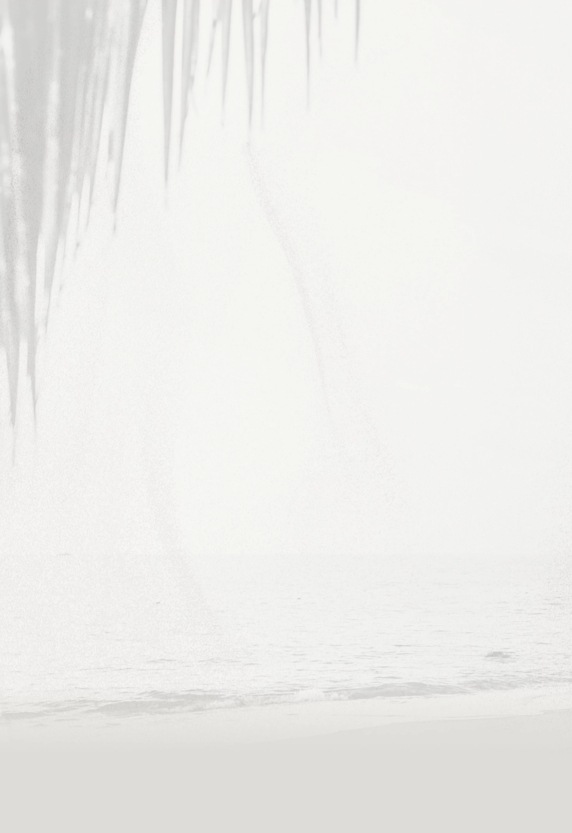 a white wall with a shadow of a palm tree