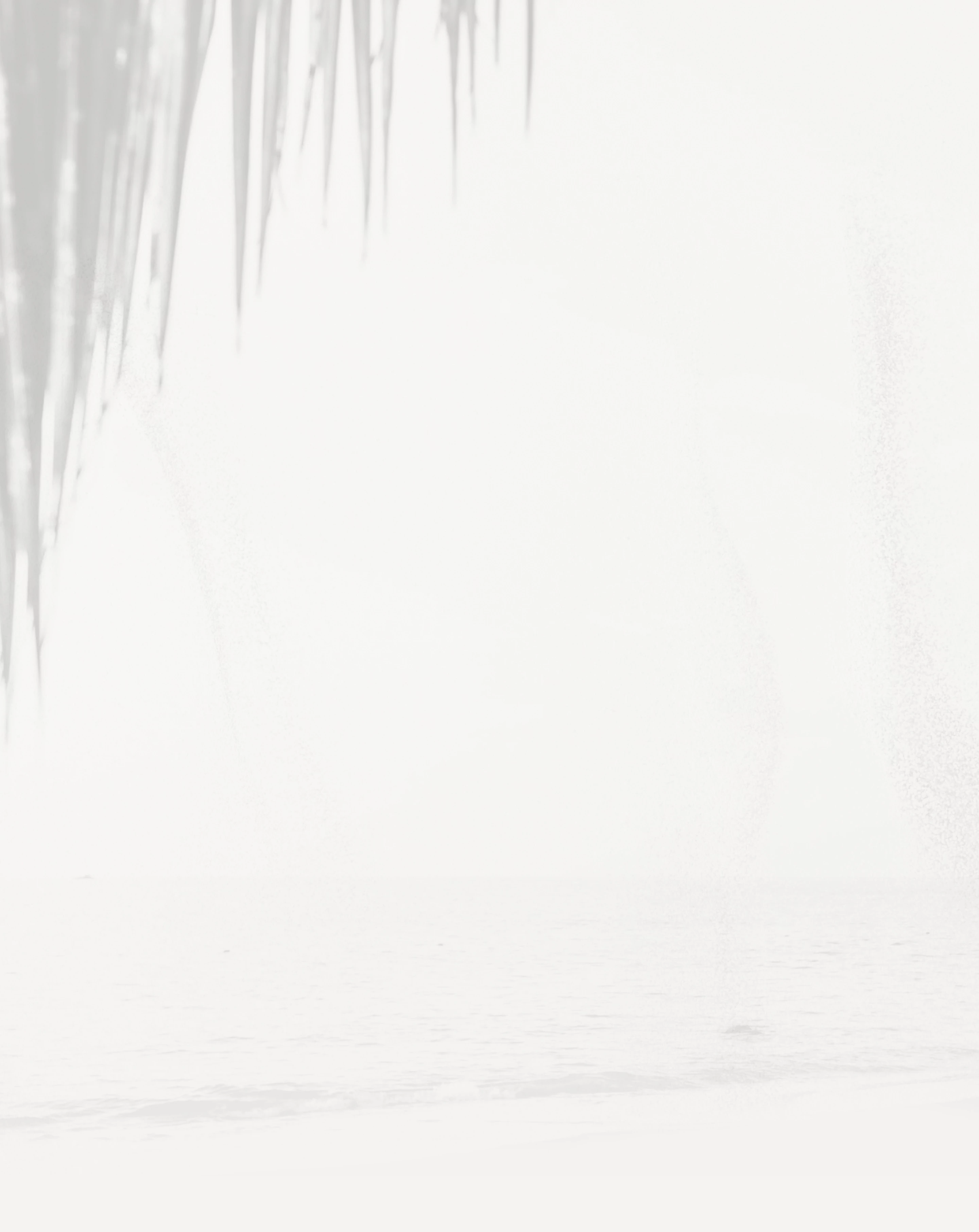 a white background with a shadow of a palm tree