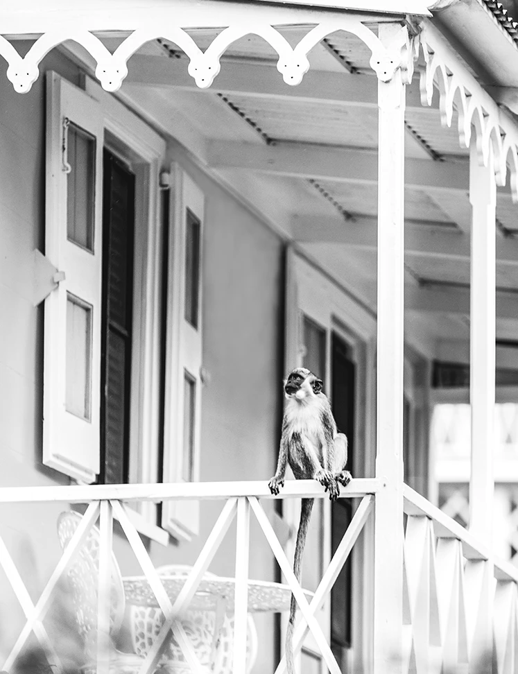 a monkey sitting on a railing