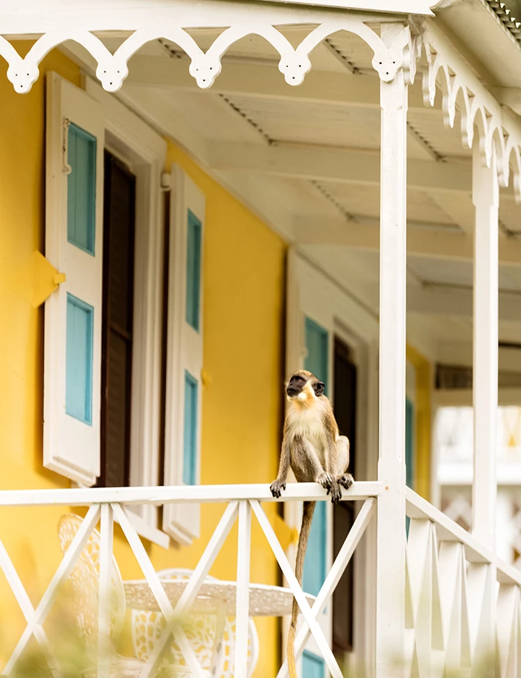 a monkey sitting on a railing