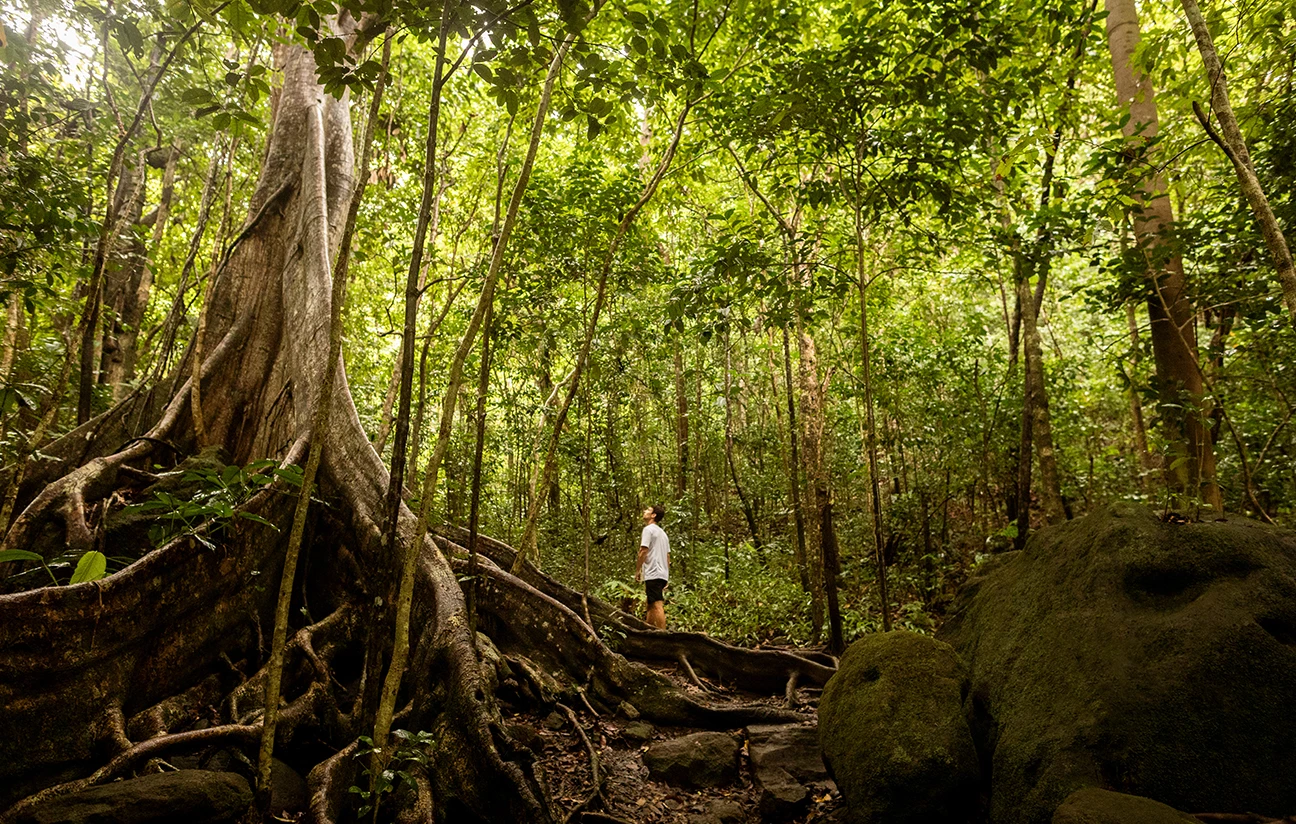 a person standing in a forest