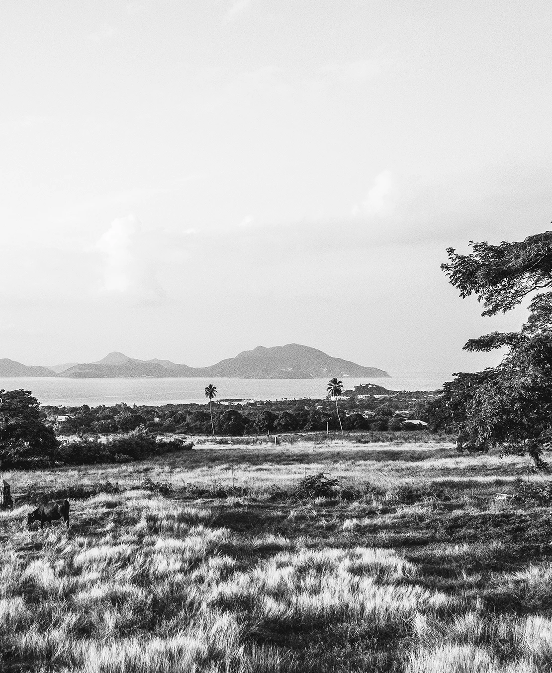 a field with trees and mountains in the background