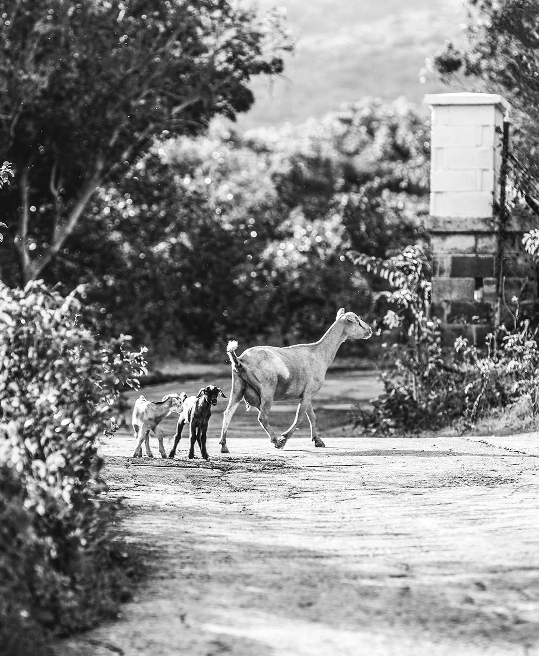 a goat and two dogs walking on a dirt road