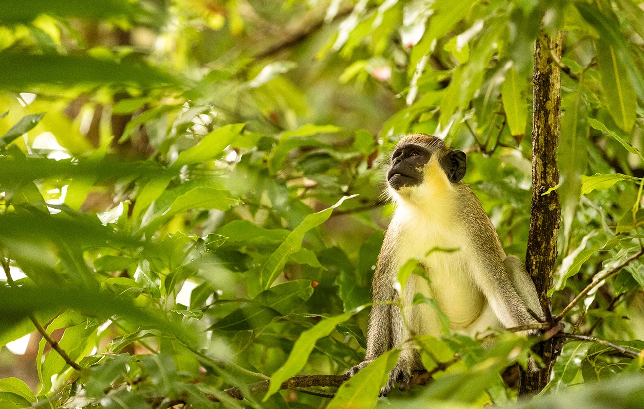 a monkey in a tree