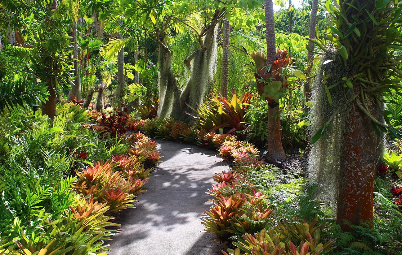 a path in a tropical garden