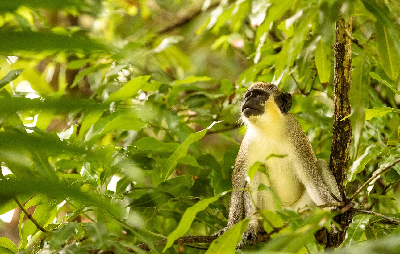 a monkey in a tree