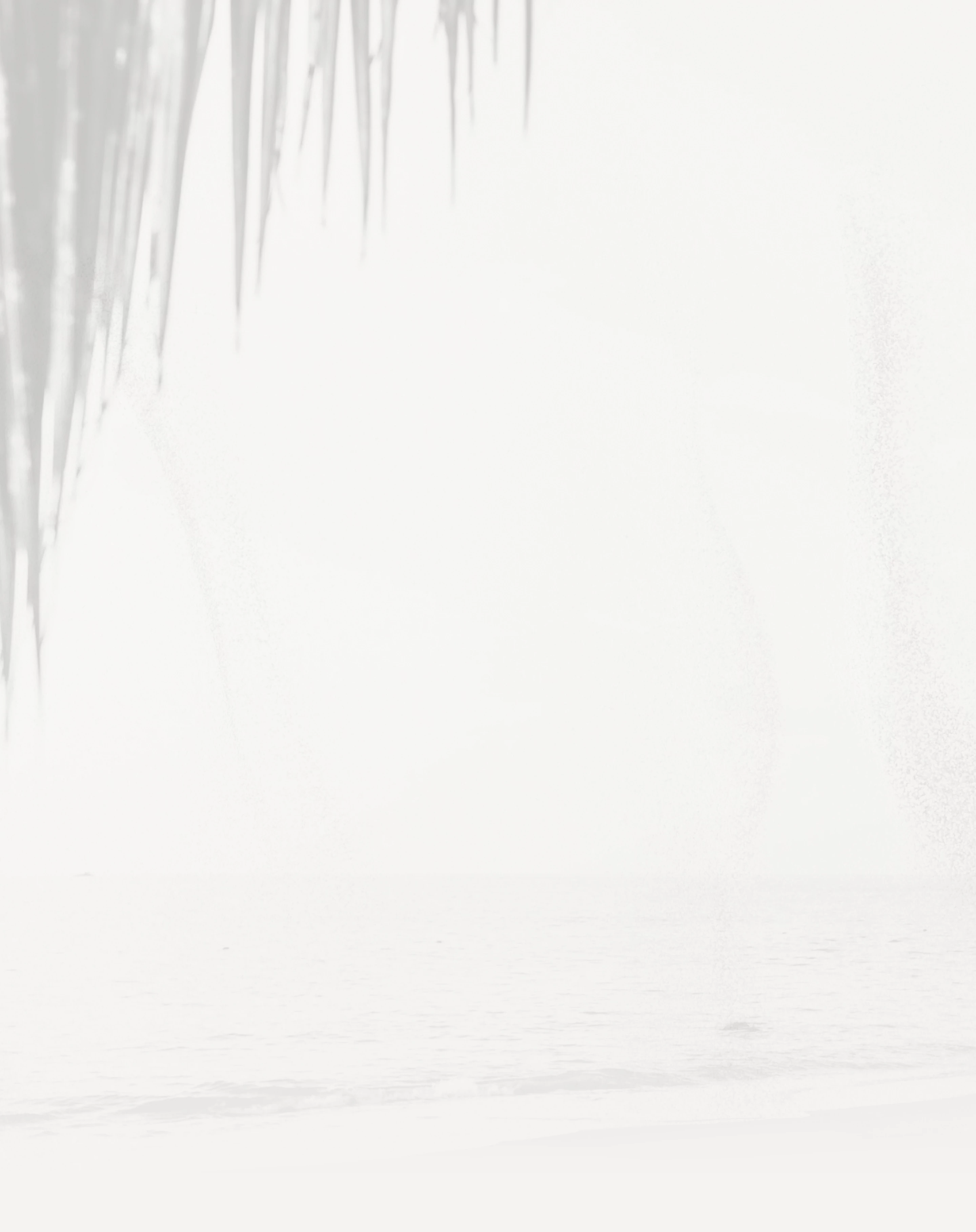 a white background with a shadow of a palm tree