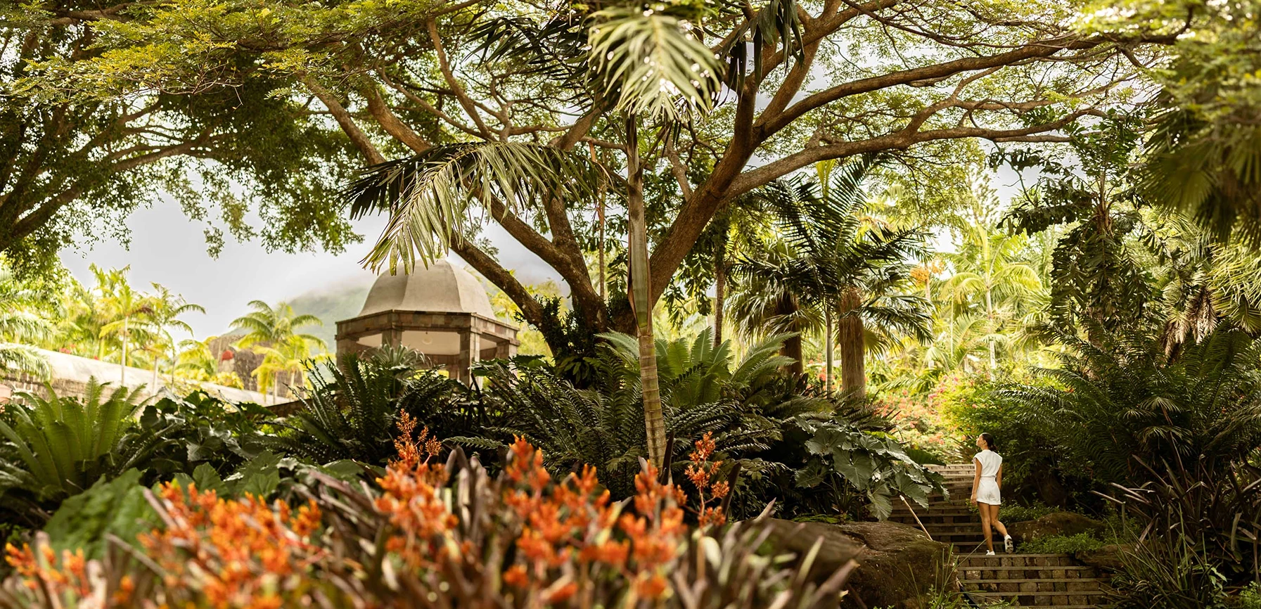 a garden with trees and plants