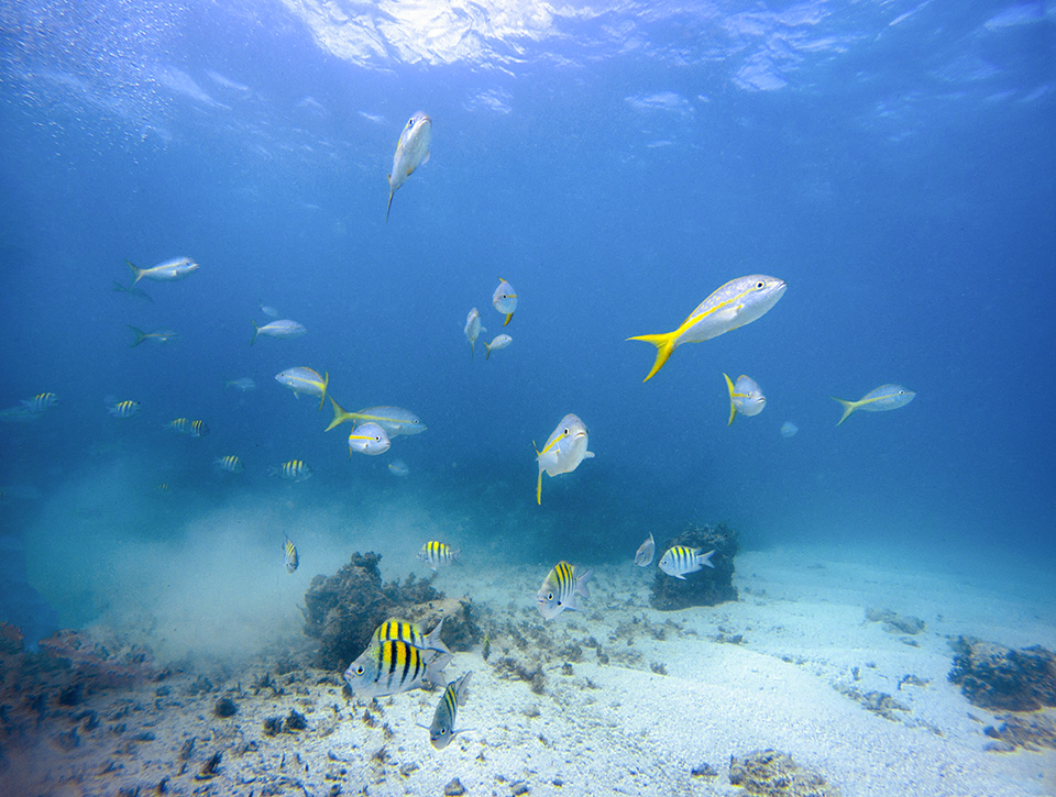 a school of fish swimming in the water
