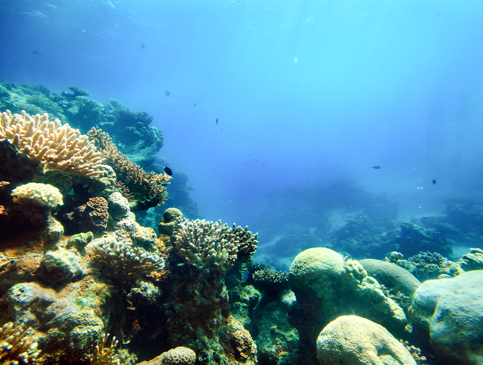 coral reef with fish and corals