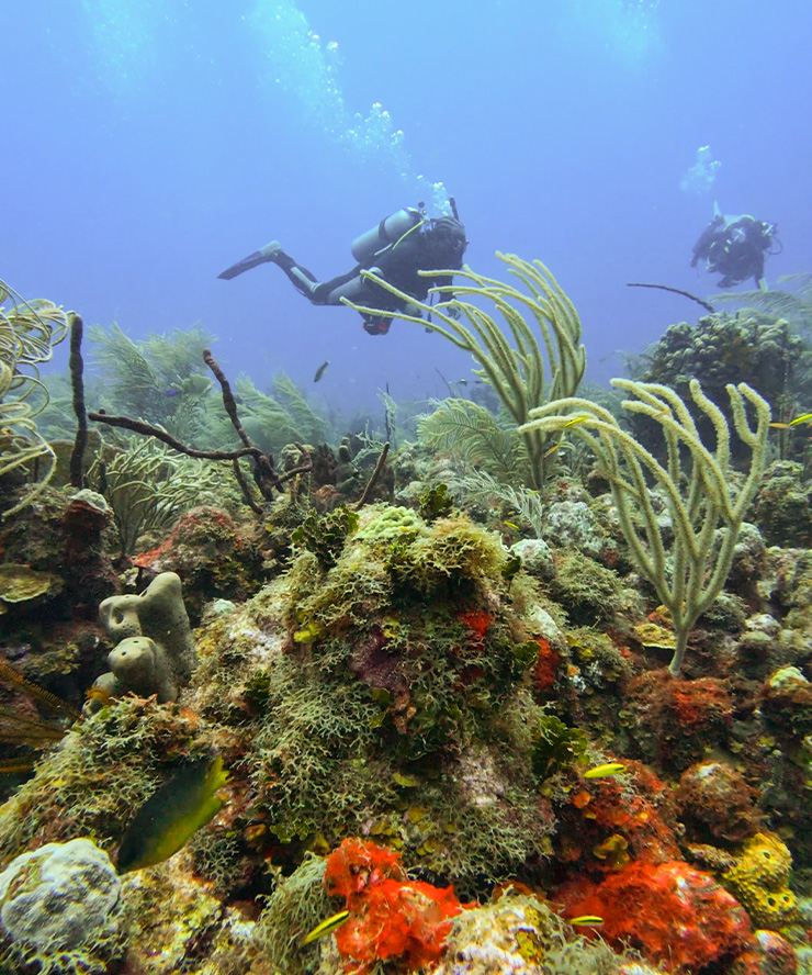 scuba divers swimming under water
