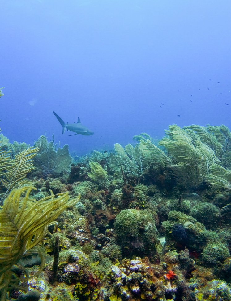 a fish swimming in the ocean