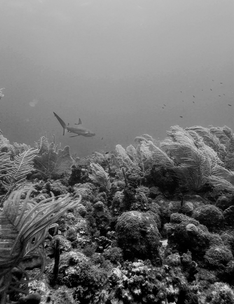 a fish swimming in the ocean