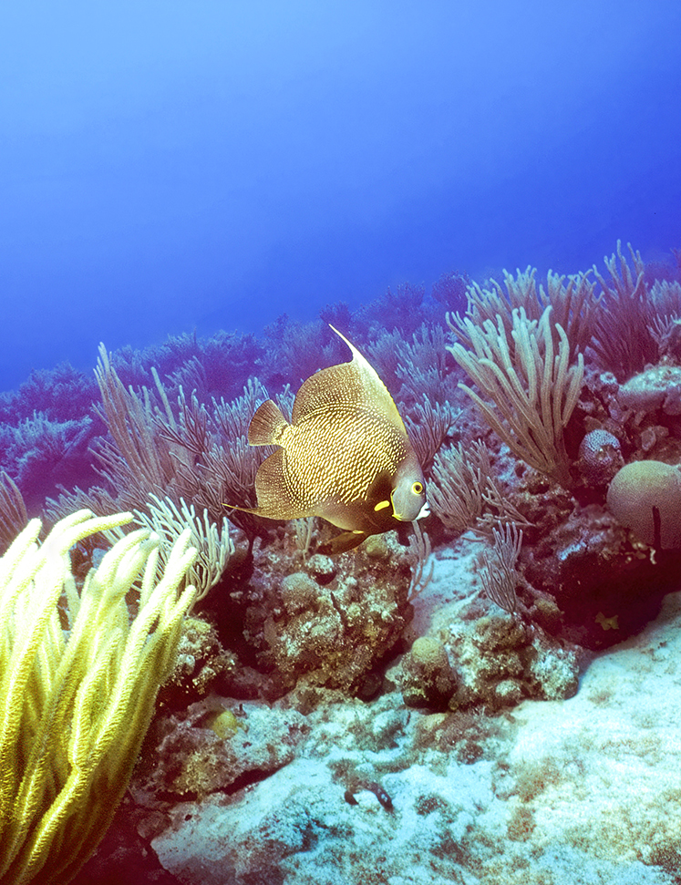 a fish swimming in the ocean