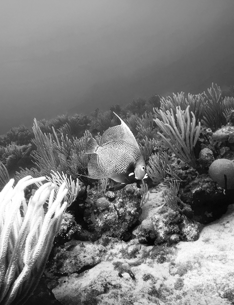 fish swimming in the ocean
