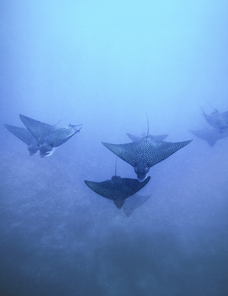 a group of stingrays swimming in the water