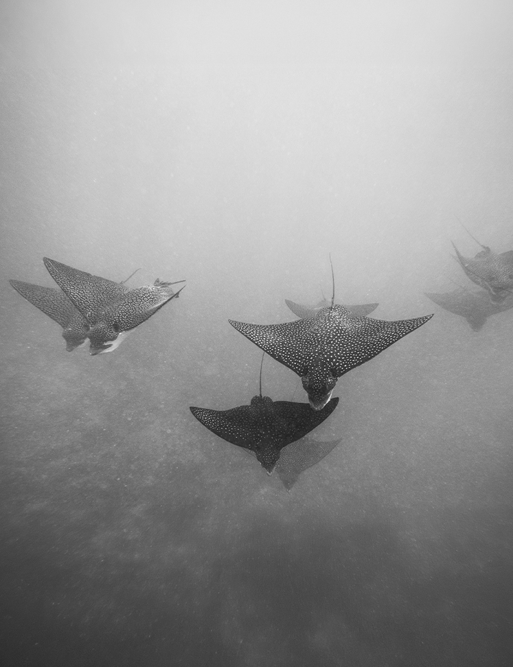 a group of spotted stingrays swimming in the water