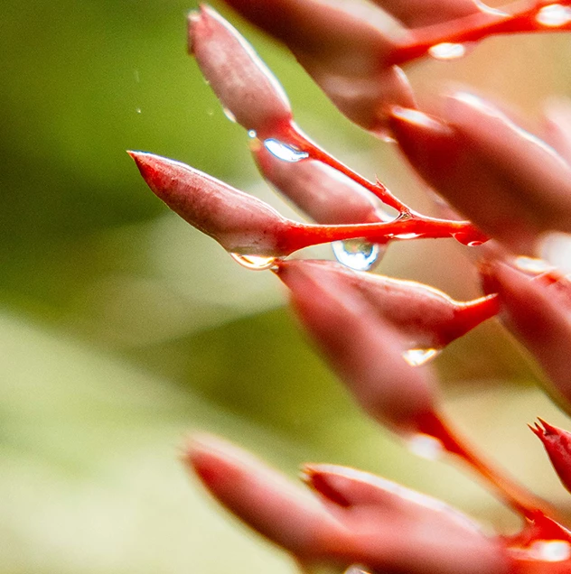 a close up of a flower